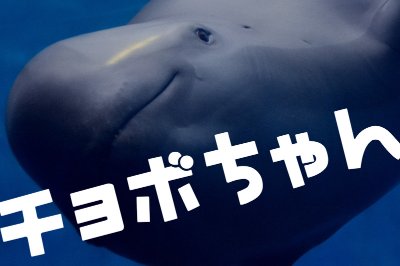 チョボちゃん