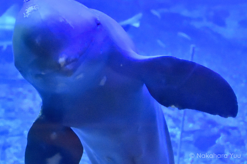 ホワイティーじいちゃん