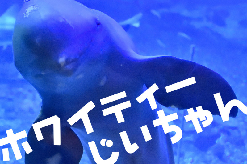 ホワイティーじいちゃんくん