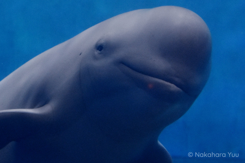 勇気おばあちゃま